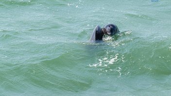 Ученые наблюдают за дельфинами в районе строительства Крымского моста