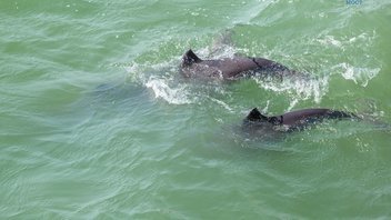 Ученые наблюдают за дельфинами в районе строительства Крымского моста